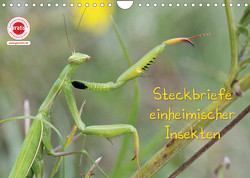 GEOclick Lernkalender: Insekten (Wandkalender 2023 DIN A4 quer) von Feske,  Klaus