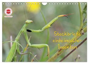 GEOclick Lernkalender: Insekten (Wandkalender 2024 DIN A4 quer), CALVENDO Monatskalender von Feske,  Klaus