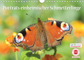 GEOclick Lernkalender: Porträts einheimischer Schmetterlinge (Wandkalender 2021 DIN A4 quer) von Feske / GEOclick Lernkalender,  Klaus