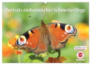 GEOclick Lernkalender: Porträts einheimischer Schmetterlinge (Wandkalender 2024 DIN A2 quer), CALVENDO Monatskalender von Feske / GEOclick Lernkalender,  Klaus