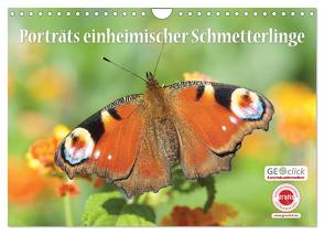 GEOclick Lernkalender: Porträts einheimischer Schmetterlinge (Wandkalender 2024 DIN A4 quer), CALVENDO Monatskalender von Feske / GEOclick Lernkalender,  Klaus