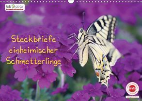 GEOclick Lernkalender: Steckbriefe einheimischer Schmetterlinge (Wandkalender 2019 DIN A3 quer) von Feske,  Klaus