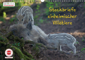 GEOclick Lernkalender: Steckbriefe einheimischer Wildtiere (Wandkalender 2023 DIN A3 quer) von Feske,  Klaus