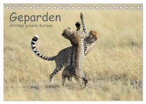 Geparden – Afrikas grazile Katzen (Tischkalender 2024 DIN A5 quer), CALVENDO Monatskalender von Jürs,  Thorsten
