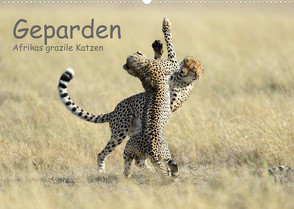 Geparden – Afrikas grazile Katzen (Wandkalender 2023 DIN A2 quer) von Jürs,  Thorsten