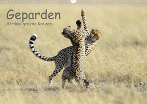 Geparden – Afrikas grazile Katzen (Wandkalender 2023 DIN A3 quer) von Jürs,  Thorsten