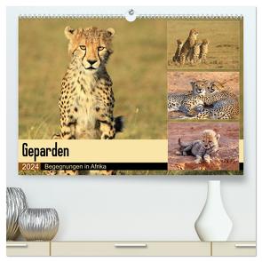 Geparden – Begegnungen in Afrika (hochwertiger Premium Wandkalender 2024 DIN A2 quer), Kunstdruck in Hochglanz von Herzog,  Michael