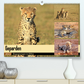 Geparden – Begegnungen in Afrika (Premium, hochwertiger DIN A2 Wandkalender 2022, Kunstdruck in Hochglanz) von Herzog,  Michael
