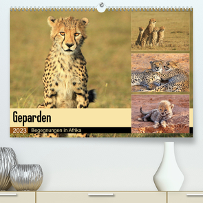Geparden – Begegnungen in Afrika (Premium, hochwertiger DIN A2 Wandkalender 2023, Kunstdruck in Hochglanz) von Herzog,  Michael