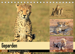 Geparden – Begegnungen in Afrika (Tischkalender 2023 DIN A5 quer) von Herzog,  Michael