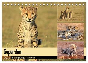 Geparden – Begegnungen in Afrika (Tischkalender 2024 DIN A5 quer), CALVENDO Monatskalender von Herzog,  Michael