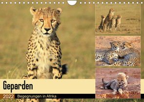 Geparden – Begegnungen in Afrika (Wandkalender 2022 DIN A4 quer) von Herzog,  Michael