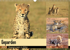 Geparden – Begegnungen in Afrika (Wandkalender 2023 DIN A3 quer) von Herzog,  Michael