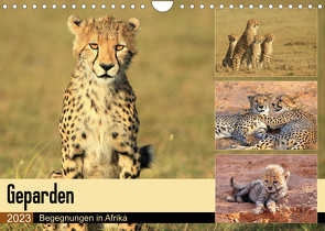 Geparden – Begegnungen in Afrika (Wandkalender 2023 DIN A4 quer) von Herzog,  Michael
