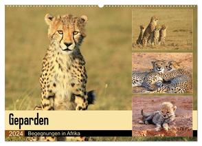Geparden – Begegnungen in Afrika (Wandkalender 2024 DIN A2 quer), CALVENDO Monatskalender von Herzog,  Michael