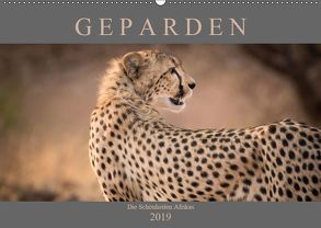 Geparden – Die Schönheiten Afrikas (Wandkalender 2019 DIN A2 quer) von Pavlowsky,  Markus