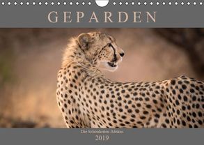 Geparden – Die Schönheiten Afrikas (Wandkalender 2019 DIN A4 quer) von Pavlowsky,  Markus