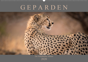 Geparden – Die Schönheiten Afrikas (Wandkalender 2020 DIN A2 quer) von Pavlowsky,  Markus