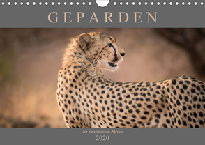 Geparden – Die Schönheiten Afrikas (Wandkalender 2020 DIN A4 quer) von Pavlowsky,  Markus