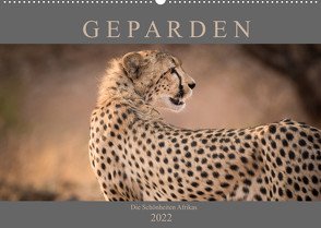 Geparden – Die Schönheiten Afrikas (Wandkalender 2022 DIN A2 quer) von Pavlowsky,  Markus
