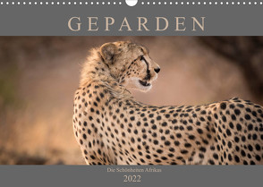 Geparden – Die Schönheiten Afrikas (Wandkalender 2022 DIN A3 quer) von Pavlowsky,  Markus