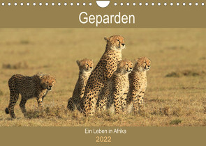 Geparden – Ein Leben in Afrika (Wandkalender 2022 DIN A4 quer) von Herzog,  Michael