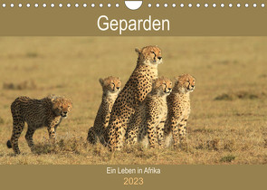 Geparden – Ein Leben in Afrika (Wandkalender 2023 DIN A4 quer) von Herzog,  Michael