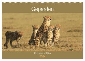 Geparden – Ein Leben in Afrika (Wandkalender 2024 DIN A2 quer), CALVENDO Monatskalender von Herzog,  Michael