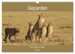 Geparden – Ein Leben in Afrika (Wandkalender 2024 DIN A3 quer), CALVENDO Monatskalender von Herzog,  Michael