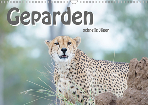 Geparden – schnelle Jäger (Wandkalender 2021 DIN A3 quer) von Styppa,  Robert