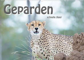Geparden – schnelle Jäger (Wandkalender 2022 DIN A2 quer) von Styppa,  Robert