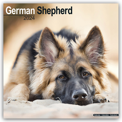 German Shepherd – Deutsche Schäferhunde 2024 – 16-Monatskalender