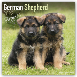 German Shepherd Puppies – Deutsche Schäferhund Welpen 2023 – 16-Monatskalender