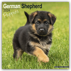 German Shepherd Puppies – Deutsche Schäferhund Welpen 2024 – 16-Monatskalender