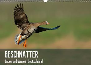 Geschnatter – Enten und Gänse in Deutschland (Wandkalender 2019 DIN A3 quer) von Krebs,  Alexander