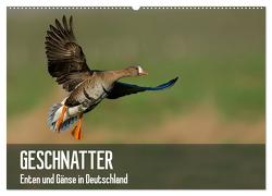 Geschnatter – Enten und Gänse in Deutschland (Wandkalender 2024 DIN A2 quer), CALVENDO Monatskalender von Krebs,  Alexander