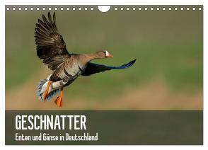 Geschnatter – Enten und Gänse in Deutschland (Wandkalender 2024 DIN A4 quer), CALVENDO Monatskalender von Krebs,  Alexander