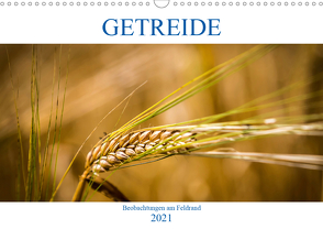 Getreide – Beobachtungen am Feldrand (Wandkalender 2021 DIN A3 quer) von von Kitzing,  Gero