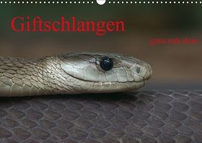 Giftschlangen, ganz nah dran (Wandkalender 2018 DIN A3 quer) von Enkemeier,  Sigrid