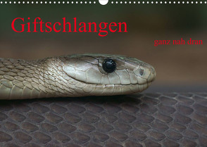 Giftschlangen, ganz nah dran (Wandkalender 2023 DIN A3 quer) von Enkemeier,  Sigrid