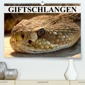 Giftschlangen (Premium, hochwertiger DIN A2 Wandkalender 2023, Kunstdruck in Hochglanz) von Stanzer,  Elisabeth