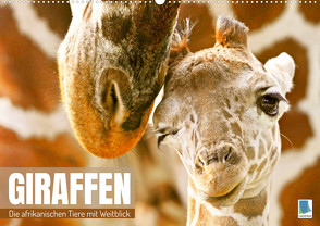 Giraffen: die afrikanischen Tiere mit Weitblick (Wandkalender 2023 DIN A2 quer) von CALVENDO