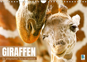 Giraffen: die afrikanischen Tiere mit Weitblick (Wandkalender 2023 DIN A4 quer) von CALVENDO