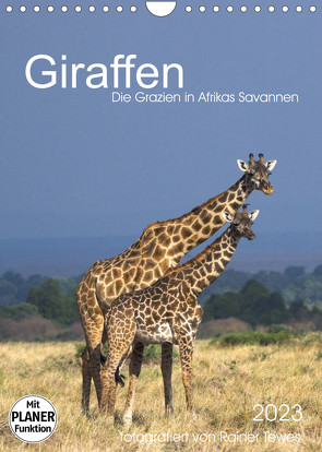 Giraffen – Die Grazien in Afrikas Savannen (Wandkalender 2023 DIN A4 hoch) von Tewes,  Rainer