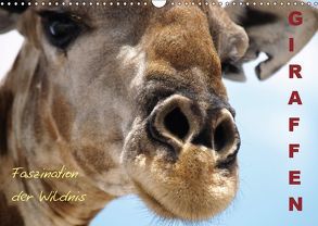 Giraffen – Faszination der Wildnis (Wandkalender 2019 DIN A3 quer) von Haase,  Nadine