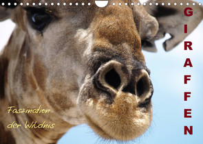 Giraffen – Faszination der Wildnis (Wandkalender 2023 DIN A4 quer) von Haase,  Nadine