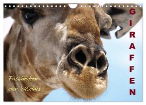 Giraffen – Faszination der Wildnis (Wandkalender 2024 DIN A4 quer), CALVENDO Monatskalender von Haase,  Nadine