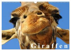 Giraffen / Geburtstagskalender (Wandkalender 2024 DIN A3 quer), CALVENDO Monatskalender von Stanzer,  Elisabeth
