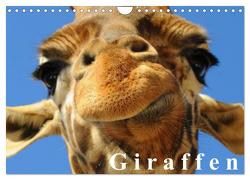 Giraffen / Geburtstagskalender (Wandkalender 2024 DIN A4 quer), CALVENDO Monatskalender von Stanzer,  Elisabeth