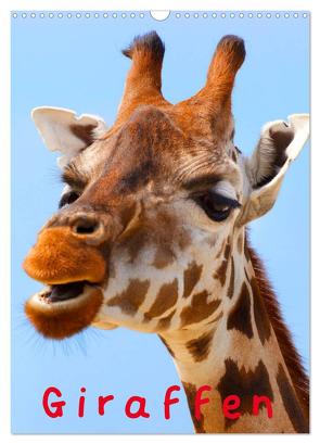 Giraffen (Wandkalender 2024 DIN A3 hoch), CALVENDO Monatskalender von Stanzer,  Elisabeth